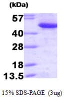 Human CTBP1 / CTBP Protein (Recombinant)