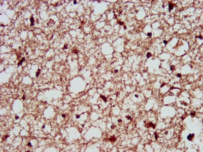 PPIE / Cyclophilin E Antibody