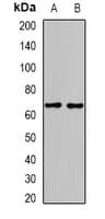 GAD65 Antibody