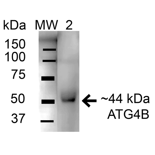 APG4B / ATG4B Antibody
