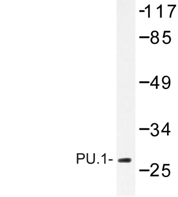 SPI1 / PU.1 Antibody (Arg212)