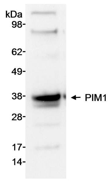 PIM1 / Pim-1 Antibody (aa250-C-term)