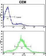 CDH10 / Cadherin 10 Antibody (aa25-55)