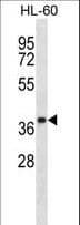 OR5F1 Antibody (aa283-310)