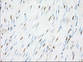 NME4 Antibody (clone OTI4F10)