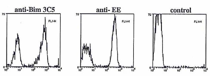 BCL2L11 / BIM Antibody (aa20-40, clone 3C5)