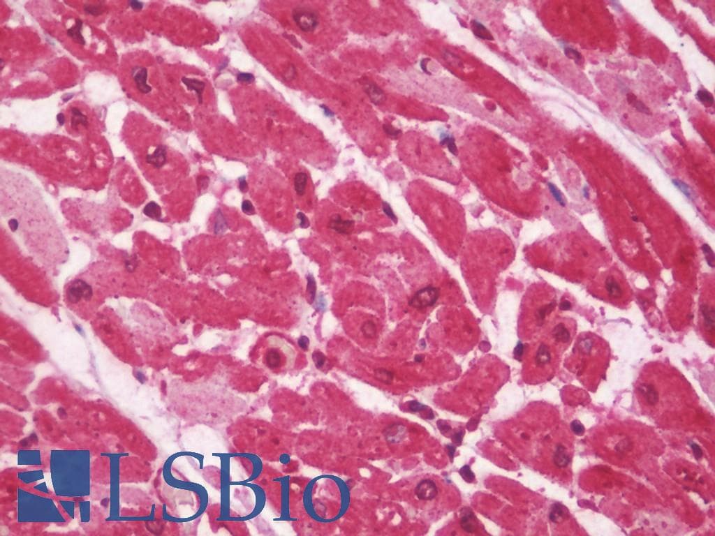 IHC-plus™ TNFSF4 / OX40L / CD252 Antibody (aa97-125, clone 362CT19.3.3)