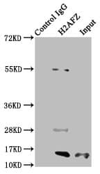 Polyclonal Rabbit anti-Human H2AFZ / H2A.z Antibody (IF, WB)