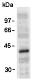 VSV-g Tag Antibody