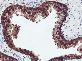 RNPEP Antibody (clone OTI2G3)