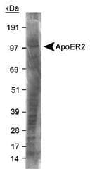 APOER2 / LRP8 Antibody (C-Terminus, DY488)