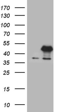 E2F5 Antibody (clone OTI1G9, Carrier-free)