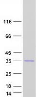 Human NECAP2 Protein (Recombinant Myc-DDK (Flag))