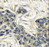 PIK3CA / PI3K Alpha Antibody (aa504-533)