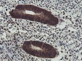 ERI1 / HEXO Antibody (clone OTI1B3)