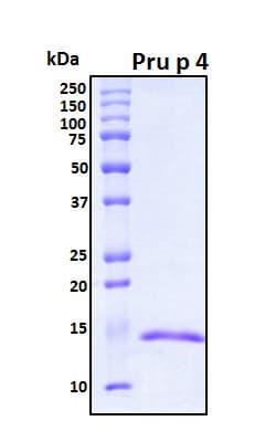 Prunus persica Pru p 4 Protein (Recombinant His, N-Terminal)