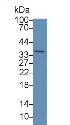 PEX2 / PAF-1 Antibody (aa233-305, APC)