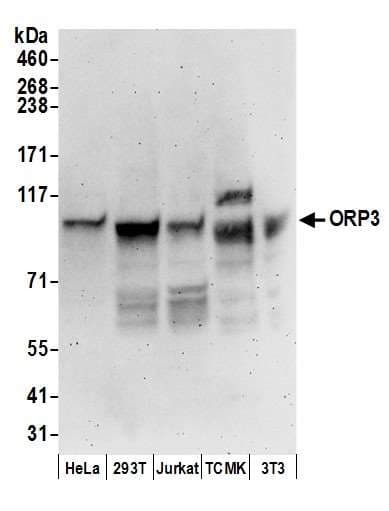 OSBPL3 Antibody (aa456-506)