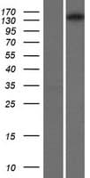 IRS Protein (Over-Expression Lysate Myc-DDK (Flag))