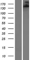 SH3TC1 Protein (Over-Expression Lysate Myc-DDK (Flag))