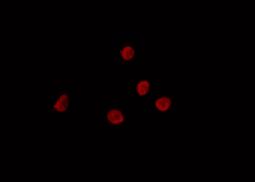 Polyclonal Rabbit anti-Human SMUG1 Antibody (IF, WB)