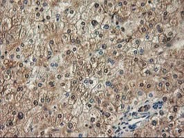 ALS2CR1 / NIF3L1 Antibody (clone OTI3E1)