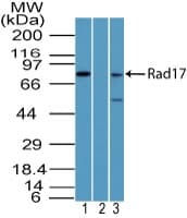 Polyclonal Rabbit anti-Human RAD17 Antibody (WB)