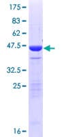 Human NETO2 Protein (Recombinant GST)