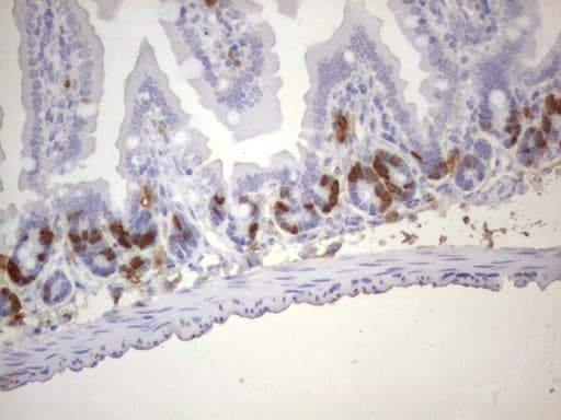 Monoclonal Rat BrdU Antibody (clone 4A6, IHC)