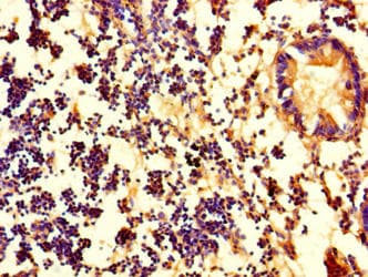 PDZD11 / PISP Antibody