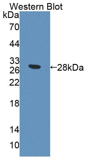 PCDHA1 Antibody (aa30-242, APC)