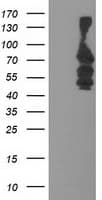 KATNB1 Antibody (clone OTI3B6, Carrier-free)