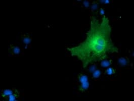 CD80 Antibody (clone OTI7H7)
