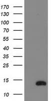 NDUFA7 Antibody (clone OTI2E3)