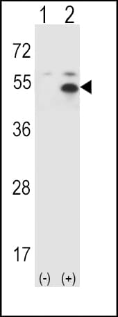 STAM1 / STAM Antibody (aa326-356)