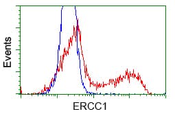 ERCC1 Antibody (clone OTI2A7)