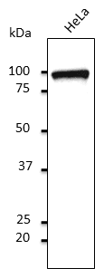 PathPlus™ CANX / Calnexin Antibody (C-Terminus)