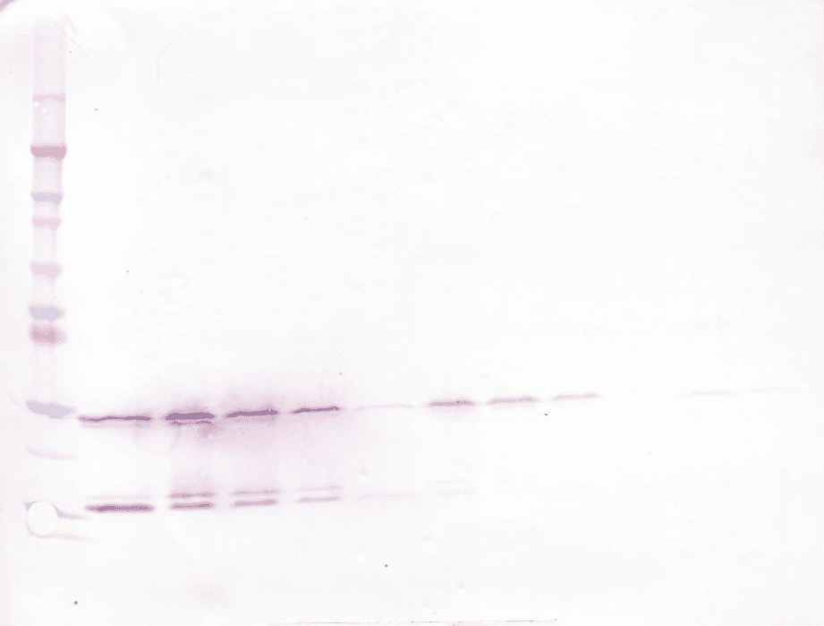 Polyclonal Rabbit anti-Human GDNF Antibody (Biotin, WB)
