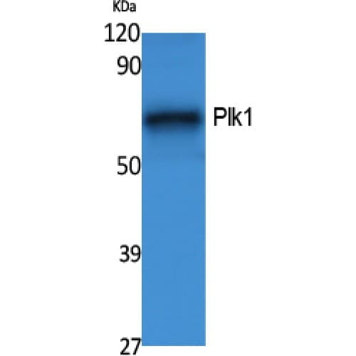 Polyclonal Rabbit anti-Human PLK1 / PLK-1 Antibody (80-160 aa, WB)