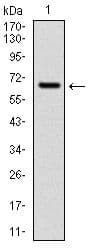 CYP1A1 Antibody (clone 6G5)