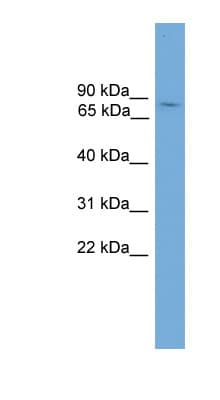 GLIS1 Antibody (N-Terminus)