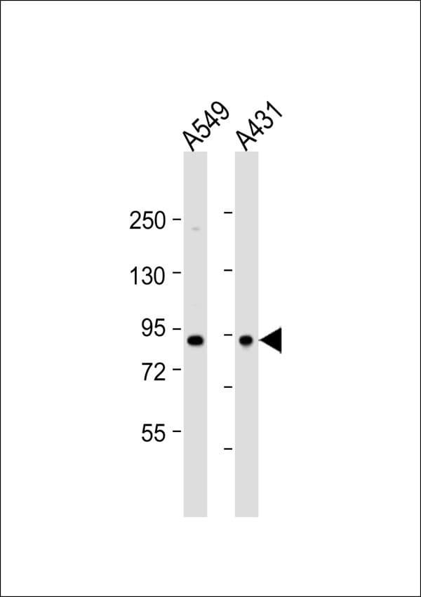 Complement C1s Antibody