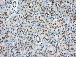 USP5 Antibody (clone OTI2H5, Carrier-free)