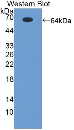 Geminin Antibody (aa1-209, FITC)