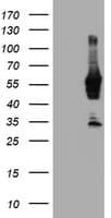 NMT2 Antibody (clone OTI1B4)