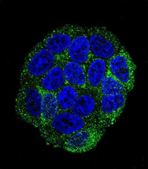 SELV Antibody (aa296-324)