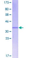 Human BLC / CXCL13 Protein (Recombinant GST)