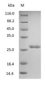 Human IgG Fab Protein (Native)