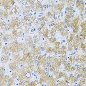 ASB4 Antibody