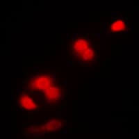 CDK1 / CDC2 Antibody (Internal)